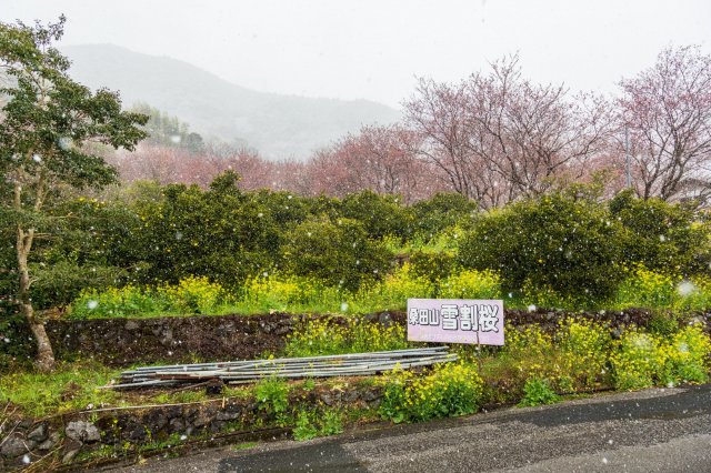 高知縣賞花特輯｜襯托白雪與金黃油菜花浪漫櫻花 #桑田山雪割桜
