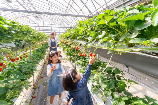 高知縣內最大花果樂園｜#西島園藝團地