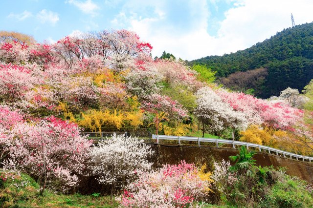 高知賞花特輯｜人間桃源鄉仁淀川的花桃