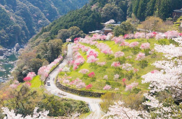 高知賞花特輯｜人間桃源鄉仁淀川的花桃
