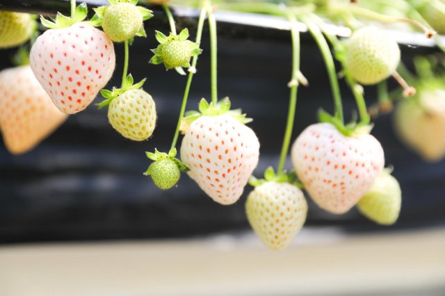 草莓控必看｜清流仁淀川的草莓天堂Berry農園 山本