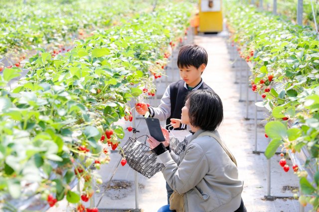 草莓控必看｜清流仁淀川的草莓天堂Berry農園 山本