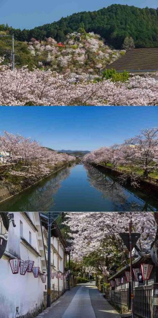 走訪日本植物學之父「牧野富太郎」淵源地 高知縣櫻花景點3選