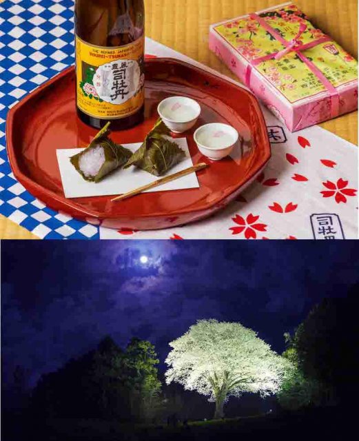 走訪日本植物學之父「牧野富太郎」淵源地 高知縣櫻花景點3選