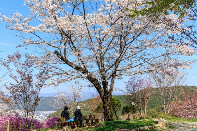 Enjoy a dreamy spring picnic in the retro town of Sakawa