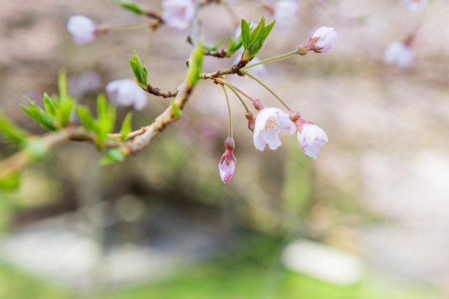 高知賞櫻特集｜百年巨櫻x仁淀藍清流賞櫻