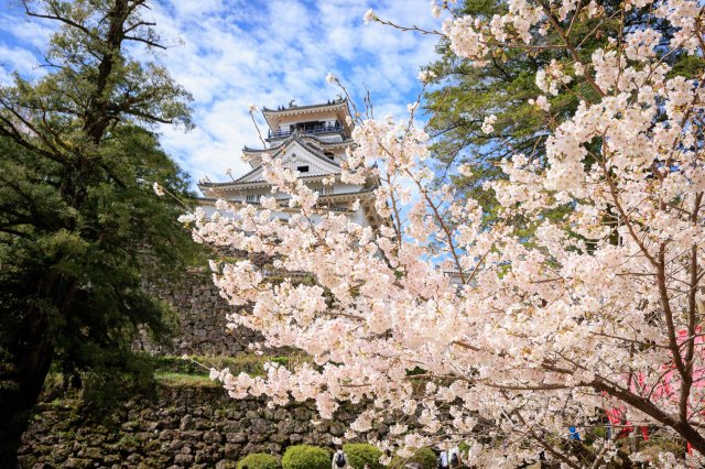 高知賞櫻特集｜高知市賞櫻名所 #高知城、#鏡川、#堀川