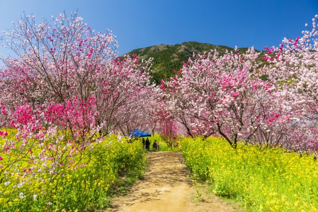 Cherry blossoms, canola and peach flowers…all at once!