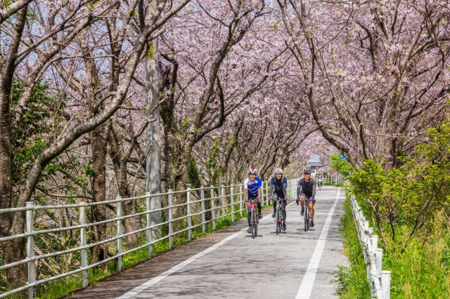 Cycle through a tunnel of cherry blossoms!