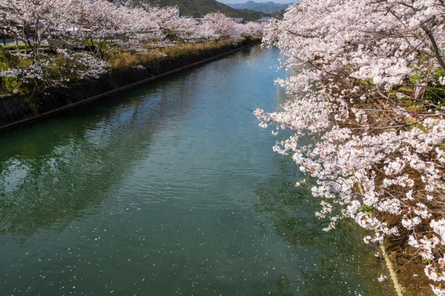 高知賞櫻特集｜櫻花100選 #牧野公園／#佐川町