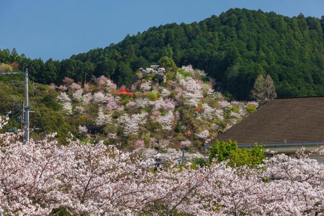 高知賞櫻特集｜櫻花100選 #牧野公園／#佐川町
