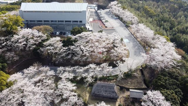 高知賞櫻特集｜岡豐山歷史公園