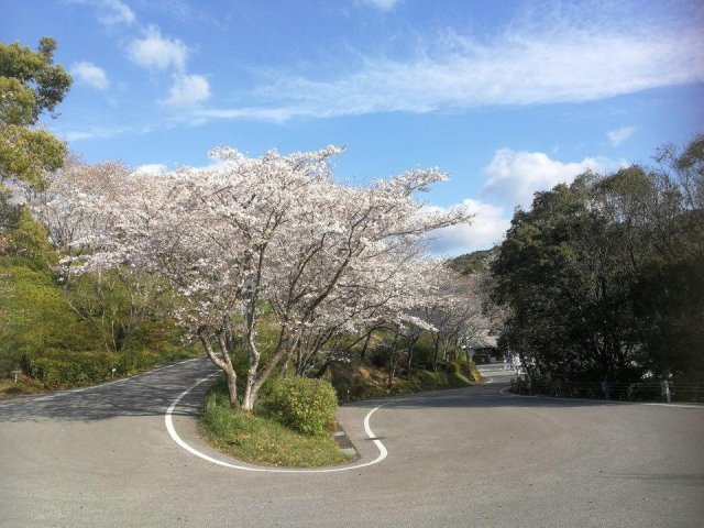 高知賞櫻特集｜岡豐山歷史公園