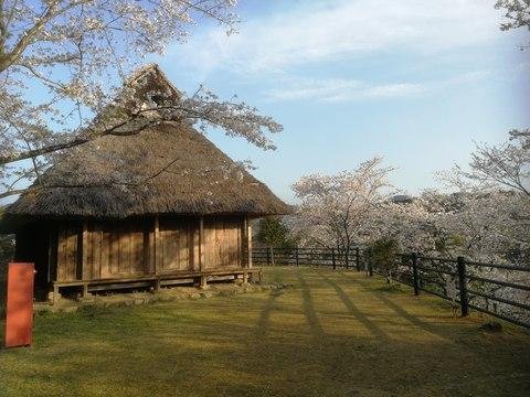高知賞櫻特集｜岡豐山歷史公園