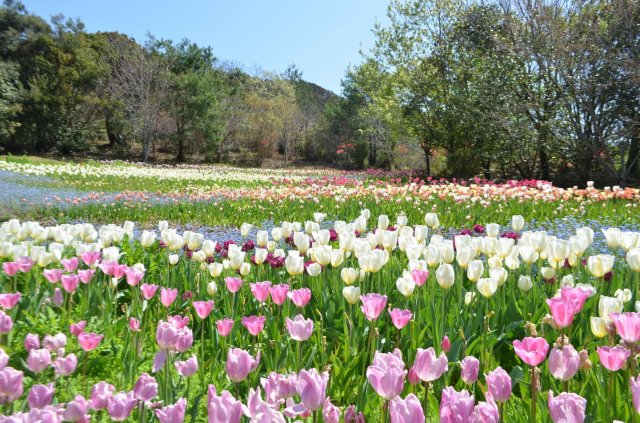 北川村「莫內庭園」馬摩丹25,000朵鬱金香盛開