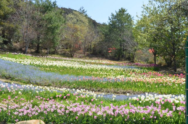 北川村「莫內庭園」馬摩丹25,000朵鬱金香盛開