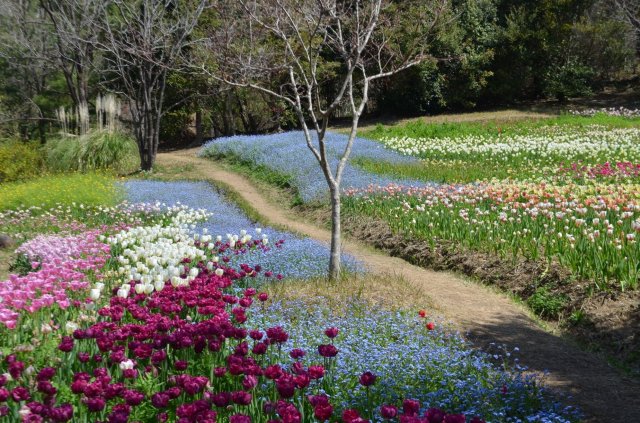 北川村「莫內庭園」馬摩丹25,000朵鬱金香盛開
