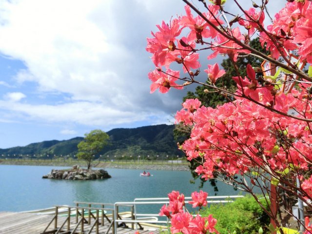 杜鵑花接力盛開｜#內原野公園