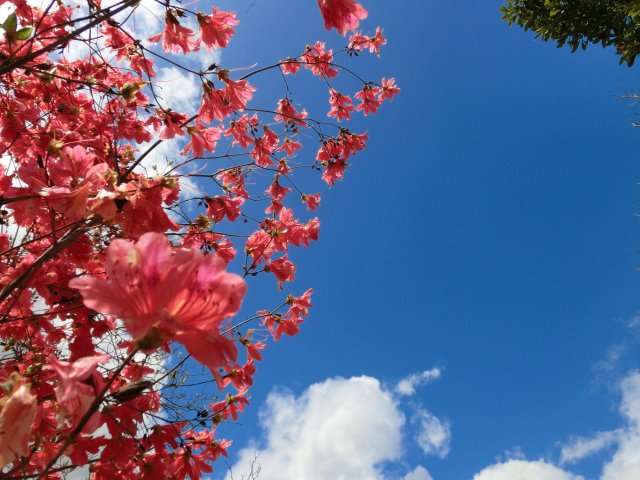 杜鵑花接力盛開｜#內原野公園