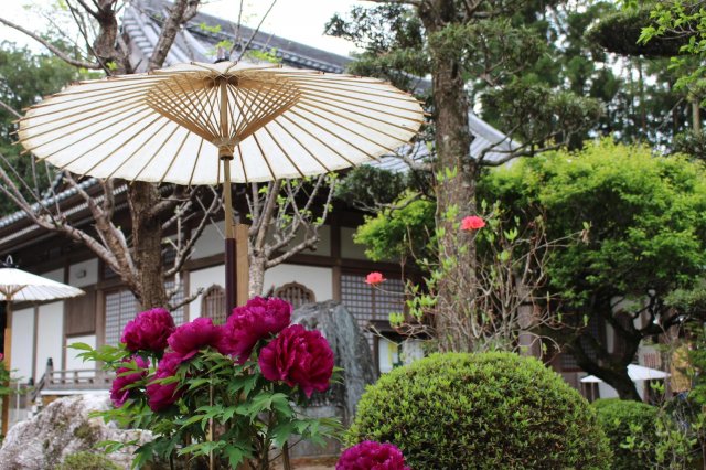 高知遍路巡禮｜花中之王牡丹花盛開 29番 #國分寺