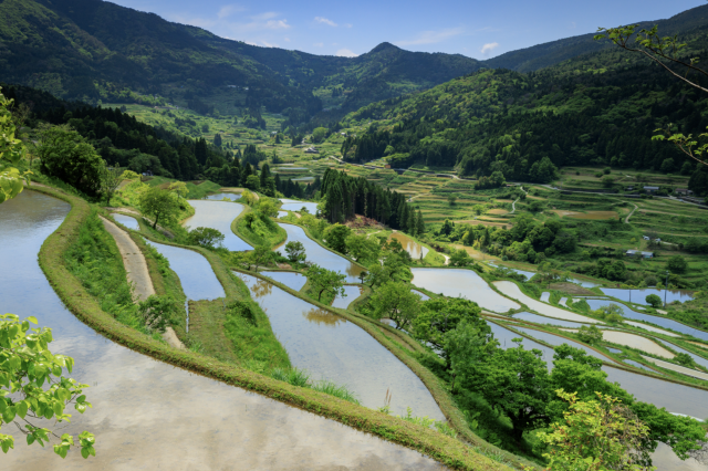 The secret to Motoyama Town’s yummy rice