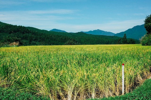 The secret to Motoyama Town’s yummy rice