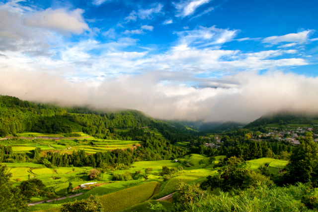 The secret to Motoyama Town’s yummy rice