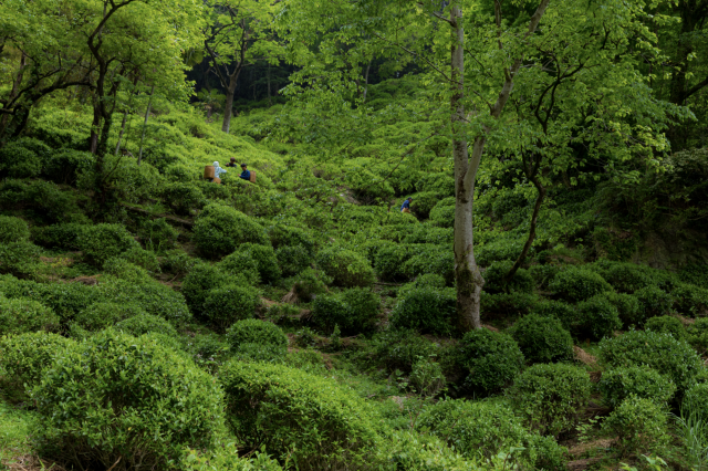 From farm to parfait…tea-licious!