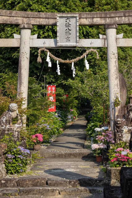 The stories behind Haruno Town's hydrangeas