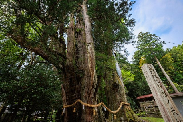 Make a wish at a 3,000-year-old cedar tree