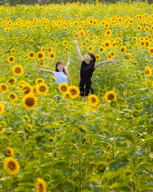 Enjoy sunflowers, not just in summer!