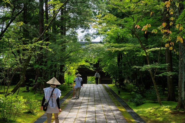 線上遍路|夏天賞青楓～南海第一道場 #竹林寺