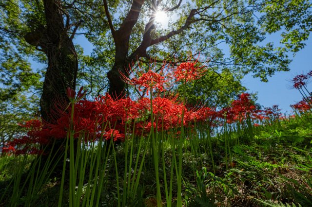 Red spider lilies: elegant guardians of life
