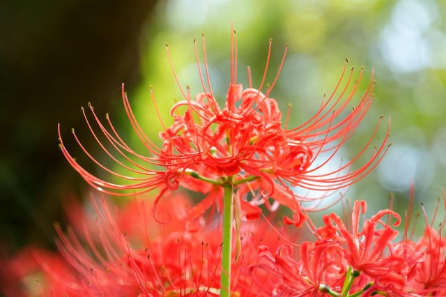 Red spider lilies: elegant guardians of life