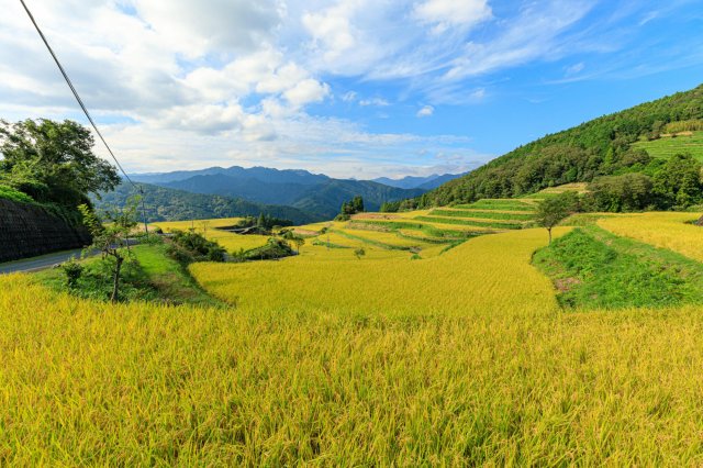 Okome, gohan, raisu, shinmai…rice by any other name would taste as good