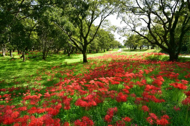 秋天限定 #四萬十川美景