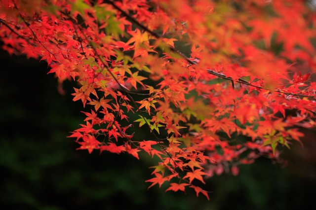 Up for a challenge? Visit Japan’s most secluded autumn spot