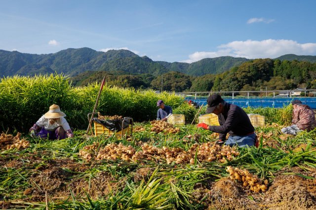 Kochi is a ginger wonderland