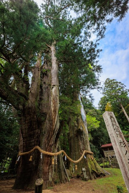 日本第一千年巨木在高知｜杉樹中的大杉樹