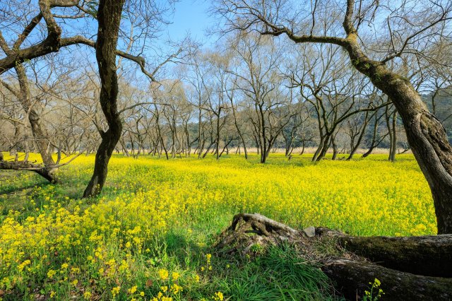A taste of early spring along the Shimanto River