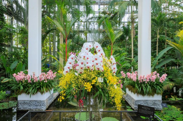 一年一度盛大花展｜牧野植物園 蘭花展