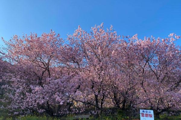 搶先盛開的櫻花in高知｜桑田山雪割櫻