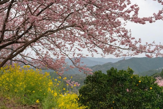搶先盛開的櫻花in高知｜桑田山雪割櫻