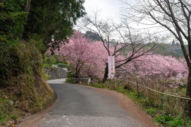 搶先盛開的櫻花in高知｜桑田山雪割櫻