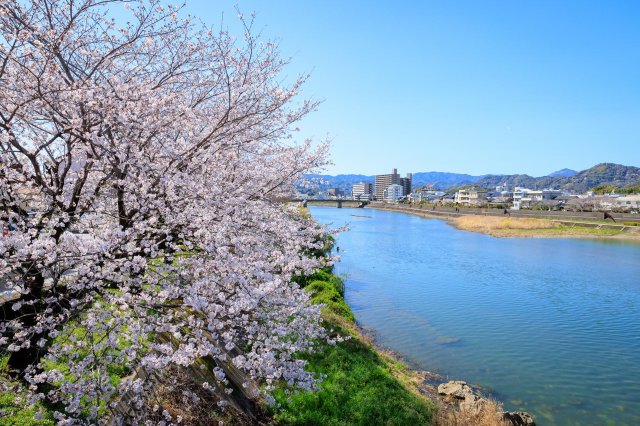 Reflect on the beauty of cherry blossoms along the Mirror River