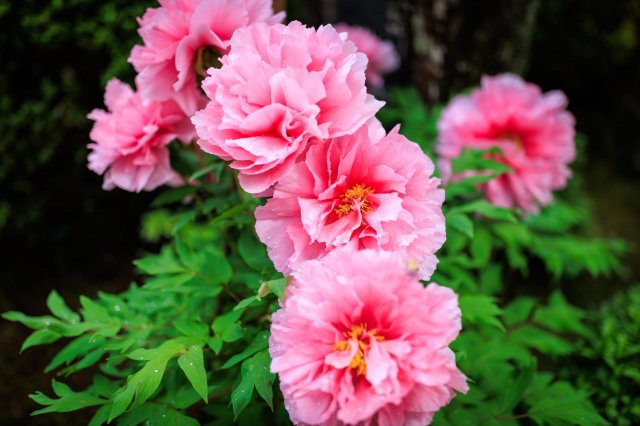 Peonies to heal your heart