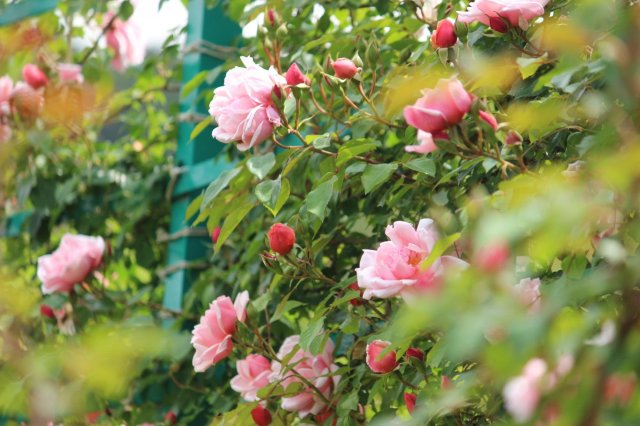 5月美麗玫瑰花盛開中｜北川村「莫內庭園」馬摩丹