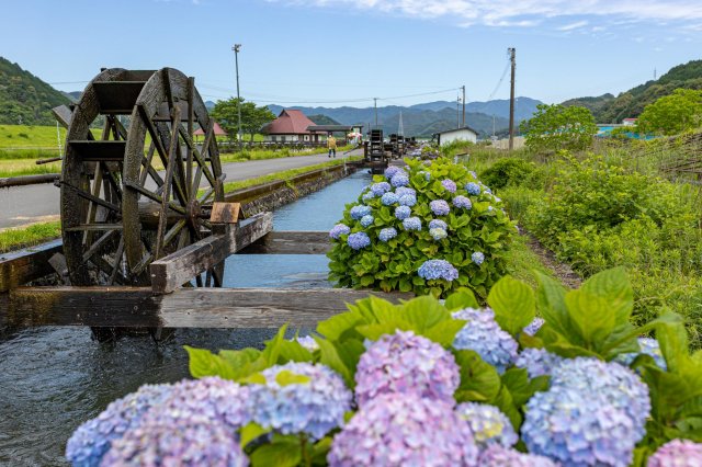 繡球花特輯｜安並水車之里、野市繡球花街道