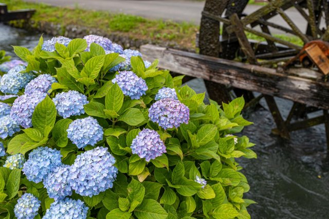 繡球花特輯｜安並水車之里、野市繡球花街道