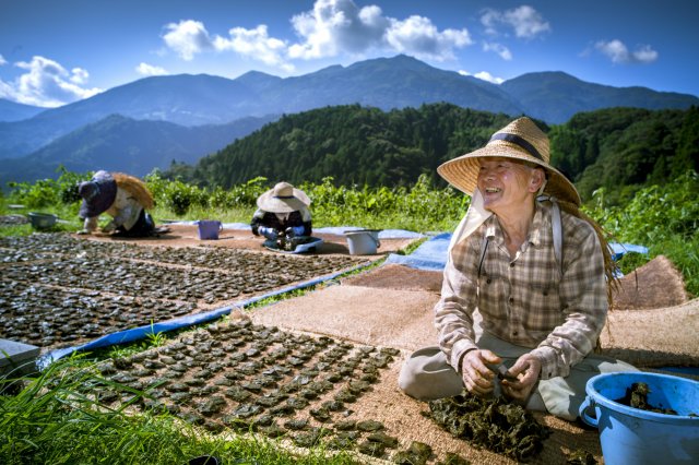 Fermented tea? Yep, and this one dates back 400 years